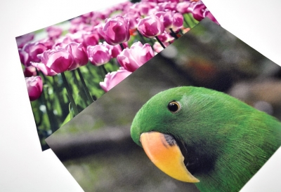 flower and bird pictures